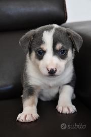 Cuccioli in adozione