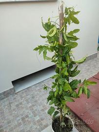 Maracuja Frutto della passione