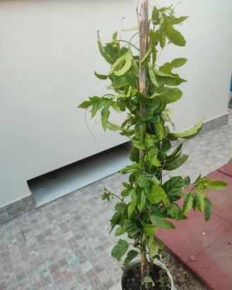 Maracuja Frutto della passione