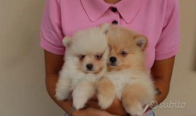 Spitz Pomerania