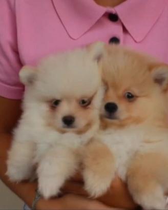 Spitz Pomerania
