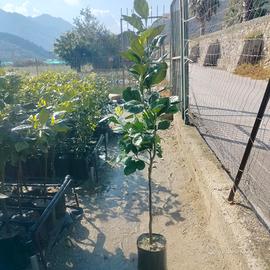 arancio navellino vcr innestato su arancio amaro 