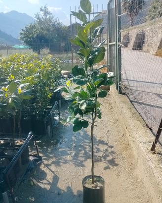 arancio navellino vcr innestato su arancio amaro 