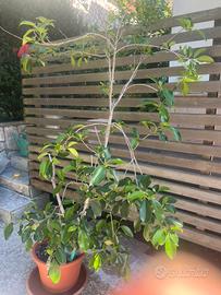 Grande ficus