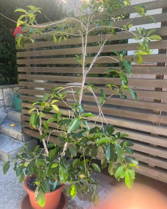 Grande ficus