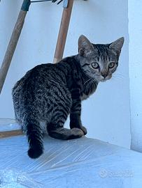 Gatti Gattini cuccioli disponibili
