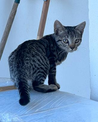 Gatti Gattini cuccioli disponibili