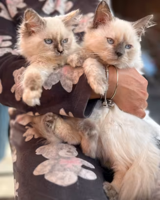 Gatti siberiani ipoallergenici