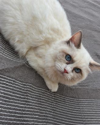 Cucciola Ragdoll con pedigree 