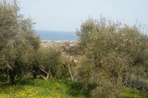 Terreno uliveto