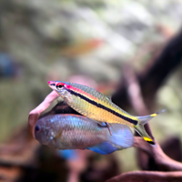 Sahyadria denisonii