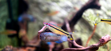 Sahyadria denisonii