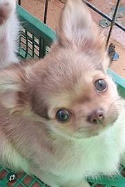 Maschio simil chihuahua