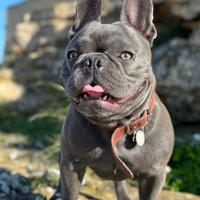 Stallone bulldog Blu