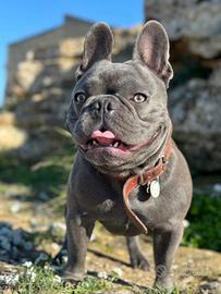 Stallone bulldog Blu