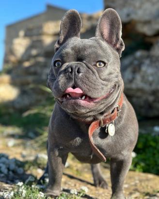 Stallone bulldog Blu
