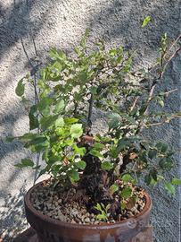 Olmo pre bonsai