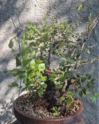 Olmo pre bonsai
