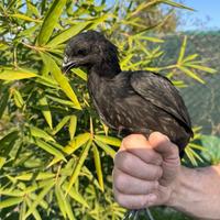 Pulcinotti di ceymani nati il 25/01