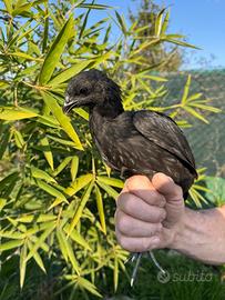 Pulcinotti di ceymani nati il 25/01