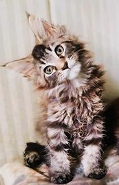 Cuccioli di Maine Coon
