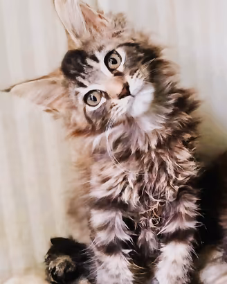 Cuccioli di Maine Coon