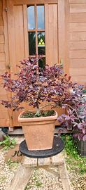 Pre bonsai Loropetalo
