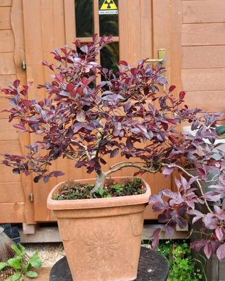 Pre bonsai Loropetalo