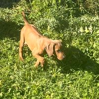 Rhodesian Ridgeback