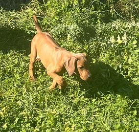 Rhodesian Ridgeback