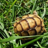 Tartaruga greca testudo greca anamurensis