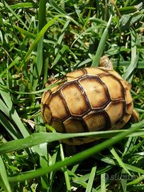 Tartaruga greca testudo greca anamurensis