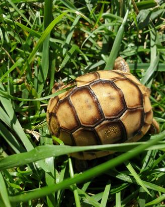 Tartaruga greca testudo greca anamurensis