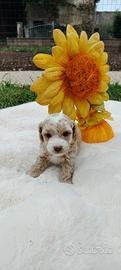 Maltipoo