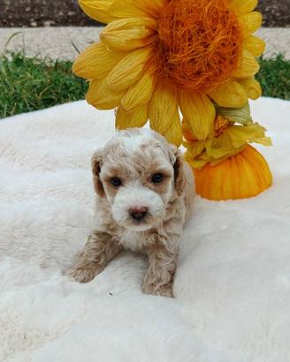 Maltipoo