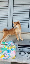 Shiba inu