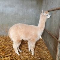 Alpaca maschio