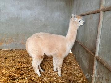 Alpaca maschio