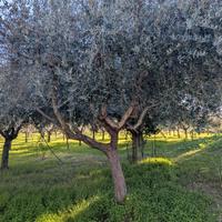 albero di ulivo .