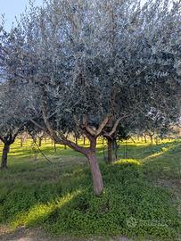 albero di ulivo .