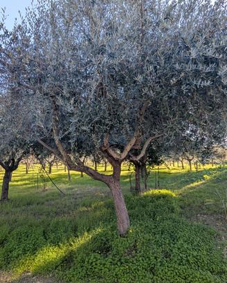 albero di ulivo .