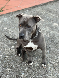 Amstaff blue per monta