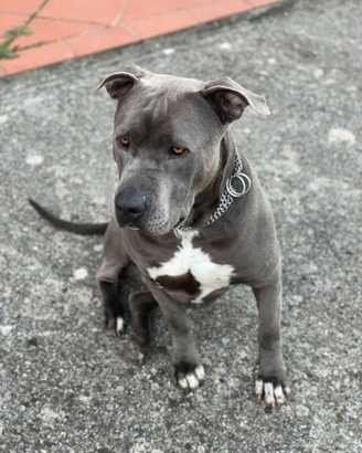 Amstaff blue per monta