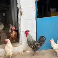 Gallo
