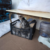 Gattina di tre mesi manto tabby