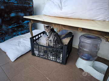 Gattina di tre mesi manto tabby