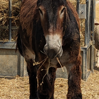Asino martina franca