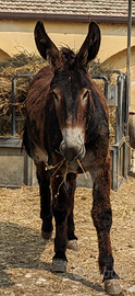 Asino martina franca