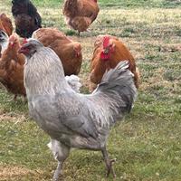 Galli Araucana inglese lavanda , gallo Orpigton fu
