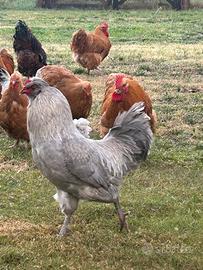 Galli Araucana inglese lavanda , gallo Orpigton fu